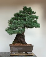 Japanese White Pine graft